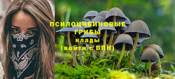 индика Белокуриха